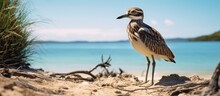 One Can Find Wild Bird Species Such As The Bush Stone Curlew On Tangalooma Island Surrounded By The Beautiful Natural Beach And Wildlife Of Morton Bay