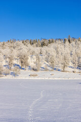 Sticker - Winter landscape view with animal tracks in the snow