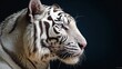 A white Bengali tiger with blue eyes on a black background, AI