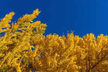 Wall Mural - yellow autumn leaves