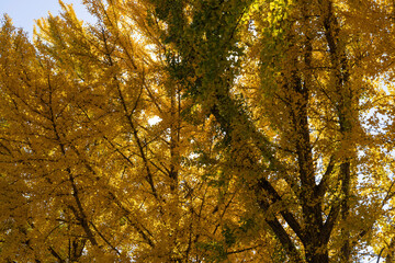 Wall Mural - golden autumn leaves