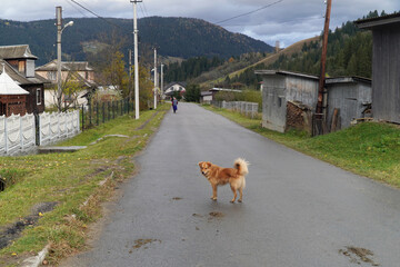 Sticker - Carpathian village Verkhovina, street view in autumn