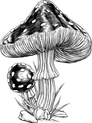 Sticker - Mushrooms toadstools original illustration drawing in a vintage engraved woodcut etching style