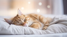 Sleeping Orange Tabby Cat On A White Bed With Blurred Background.