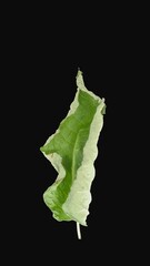 Wall Mural - Time lapse of drying green Shrub leaf with ALPHA transparency channel isolated on black background, vertical orientation