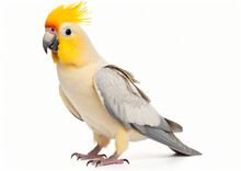 Cockatiel Parrot Isolated On White Background