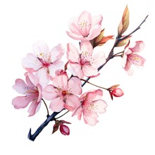 Watercolor Cherry Blossom Illustration On A White Background.