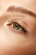 © Lustre Art Group  - Cropped. Extreme close up view photo of woman with well-kept skin and natural fashion make-up. Eyes, lashes and brows.