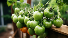 Green Tomatoes On A Vine HD 8K Wallpaper Stock Photographic Image 