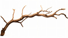 Dry Tree Branch Isolated On White Background. Broken