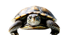 Turtle White Background, Isolate, Png