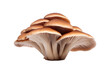 Mushroom substrate on Transparent Background