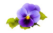 Blue and purple Combo Flower on Transparent Background