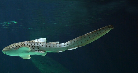 Wall Mural - leopard shark, stegostoma fasciatum, adult swimming