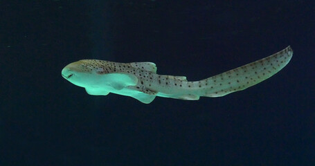 Wall Mural - leopard shark, stegostoma fasciatum, adult swimming