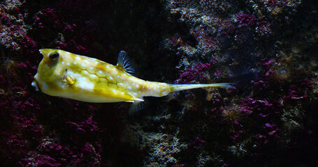 Wall Mural - longhorn cowfish, lactoria cornuta, adult swimming
