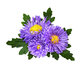 Wall Mural - Purple aster flowers in a floral arrangement isolated on white or transparent background