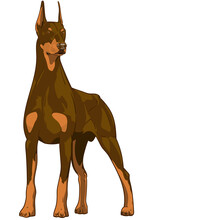Red Doberman Pinscher Breed Dog With Cropped Ears And Tail Front View Posing Isolated On Transparent Background Ready To Print	