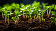 Young Salad Herbs and Vegetable Plants Seedlings