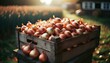 Wooden Box of Onions, Rustic Style
