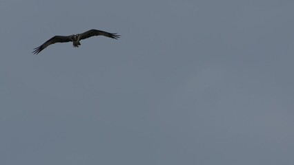 Poster - osprey is hunting a fish