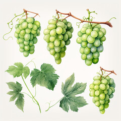 Wall Mural - set of watercolor clip art of grapes isolated on white background for graphic design