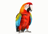 Fototapeta Zwierzęta - Macaw Parrot isolated on white background
