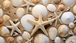 Mall seashells fossil coral and sand dollars pukka