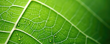 Close Up Macro Photography Of A Beautiful Green Leaf