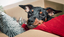 Little Miniature Pinscher Puppy Peeks Out Of The Box With Christmas Decor Close Up