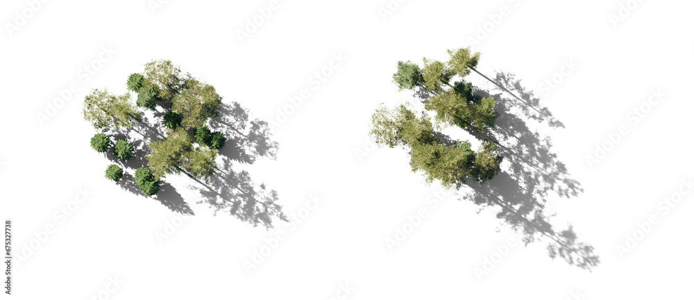 Forest top view group of trees Pinus sylvestris Scotch pine big tall ...