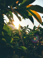 Poster - Bright sunlight shining through a vibrant tree