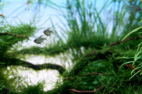 A beautiful tropical aquarium. A pair of diamond tetra fish swimming in the aquarium with green moss and driftwoods. Freshwater aquascape.