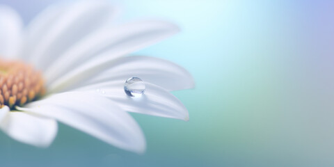 vue macro en gros plan d'une fleur de marguerite avec une goutte de rosée sur fond flou