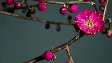ピンクの梅の花が咲くグレー背景4Kタイムラプス動画