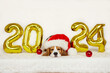 Happy New Year 2024 and Merry Christmas. A beagle dog wearing a Santa Claus hat sleeps in a house decorated with balloons with the number 2024 for the new year.