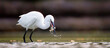 Egretta garzetta it fishes in shallow water and uses its wings to catch fish.