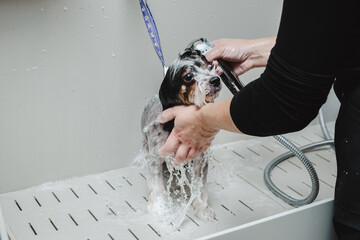 Wall Mural - Groomer washes a small dog