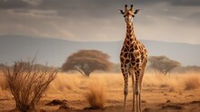  A Giraffe Standing In The Middle Of A Dry Grass And Dirt Field With Trees In The Back Ground.  Generative Ai
