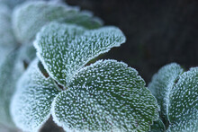 Morning Frost On Green Leaves Strawberry. Winter Macro. Morning Plants In An Ice Crust. Detail Of Frozen Leaves. Frozen Plants Texture. Hoarfrost In Winter. Rime Ice Crystals On Leaves In The Garden