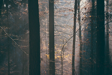 Wall Mural - Amazing rays of light falling through the branches of the trees. Light fog in the coniferous forest in the cold season. Unique fairy tale landscape with sun rays during winter season