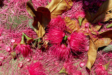 Colorful Malaysian Apple Flowers, Beautiful Flowers On The Concrete Floor Forming A Natural Bright Pink Carpet. Texture Of Petals And Flowers On The Ground