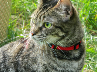 Wall Mural - Tabby cat lies on a cardboard scratching post and looks into the camera.