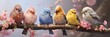 Kolorowe ptaszki siedzące na gałęzi 