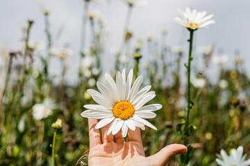 beautiful daisy held by the hand of a Hispanic woman
