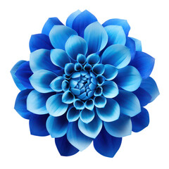 Sticker - Blue Flower Blossom Isolated on White Background