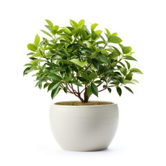 Wall Mural - Minimal tree pot Isolated on White Background