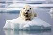 Polar bear Ursus maritimus on the pack ice, north of Svalbard Arctic Norway, polar bear stranded on a shrinking ice cap, AI Generated