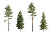 Set of Pinus sylvestris Scotch pine big tall tree and  spruce picea abies and pungens isolated png on a transparent background perfectly cutout in daylight Pine Pinaceae pine Baltic Pine fir
