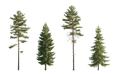 set of pinus sylvestris scotch pine big tall tree and spruce picea abies and pungens isolated png on